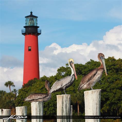 Jupiter Lighthouse and Pelicans | HDR Photography by Captain Kimo