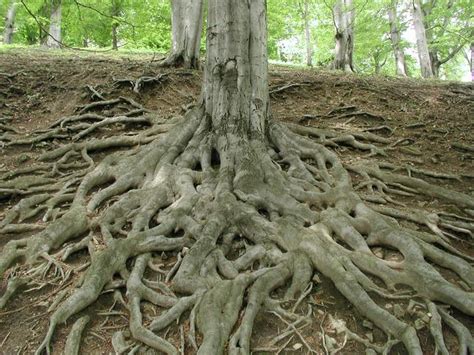 Tree Roots And Property Damage All You Need To Know