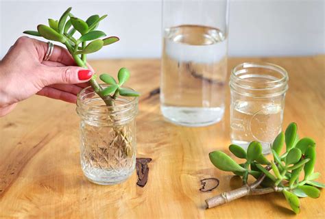 How to Propagate a Jade Plant: 3 Effective Methods