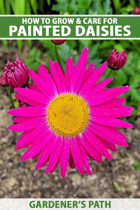 How To Grow And Care For Painted Daisies Gardeners Path