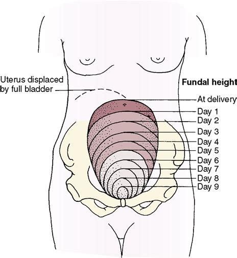 Involution Of The Uterus The Height Of The Uterine Fundus Decreases Approximately 1 Cm Per Day