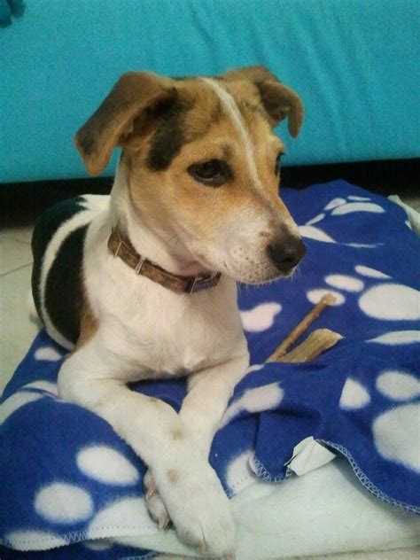 Adozione Cane Incrocio Beagle Jack Russel 4 Mesi Quattro Zampe