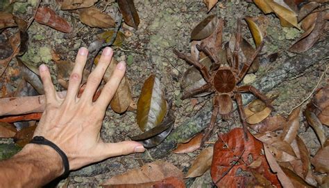 Oculto Alarmante Estricto las diez arañas mas venenosas del mundo