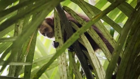 Parque Nacional Del Manu Es El Lugar Con Mayor Biodiversidad Del Mundo