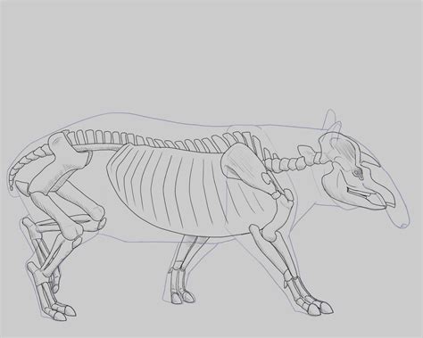 Tapir skeleton study by BirbMonsta on DeviantArt