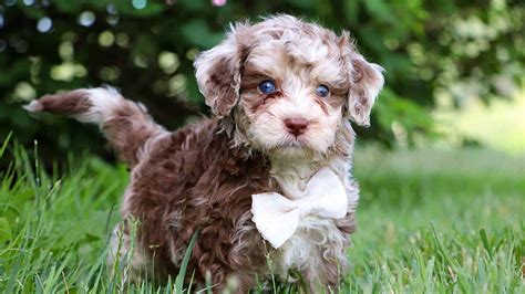 Best Aussiedoodles and Mini Aussiedoodles for Sale — Crockett Doodles