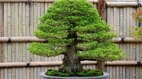 Bonsai Styles For Beginners 5 Basic Styles For Your First Trees