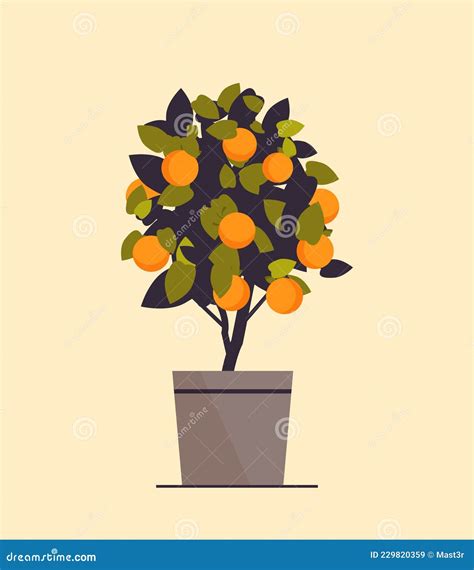 Oranger En Pot Arbre Fruitier En Pot Illustration De Vecteur Illustration Du Dessin