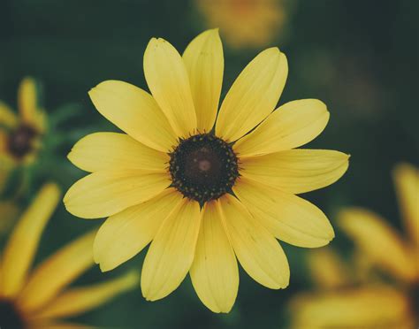 Yellow Daisy Flower Flower Petals Yellow Hd Wallpaper Wallpaper Flare