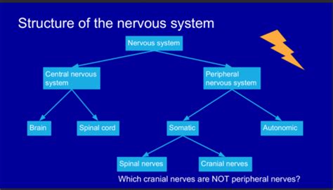 Structure Of Nervous System Flashcards Quizlet