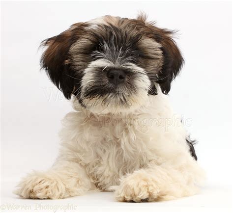 Dog: Tibetan Terrier puppy photo WP42368