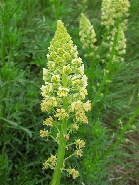 Réséda jaune (Reseda lutea) - La nature en Lorraine au fil des saisons