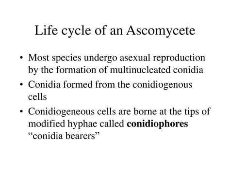 Ppt Ascomycetes Phylum Ascomycota Powerpoint Presentation Free Download Id318553