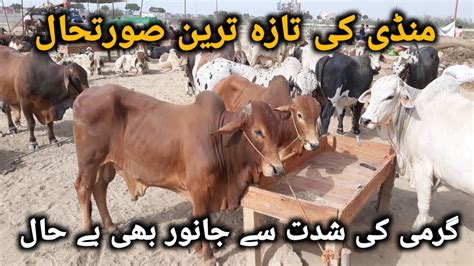 Northern Bypass Mandi Latest Update Cow Mandi 2023 Alikapakistan