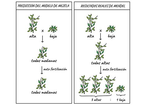 Introducir Imagen Modelo Atomico De Mendel Abzlocal Mx