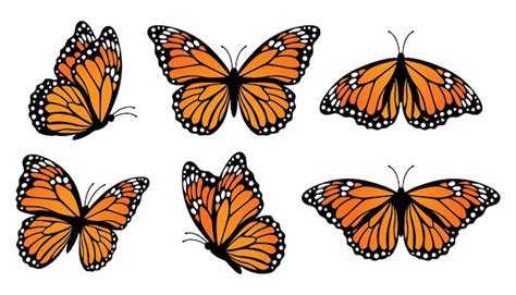 Conjunto de mariposas monarca. Ilustración vectorial aislada sobre ...