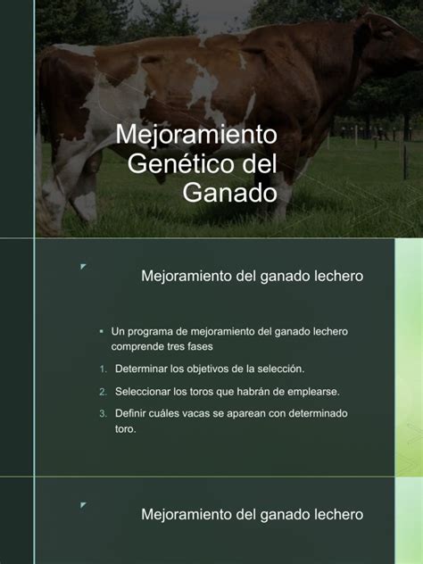 Mejoramiento Genético Del Ganado Pdf Heredabilidad Vacas