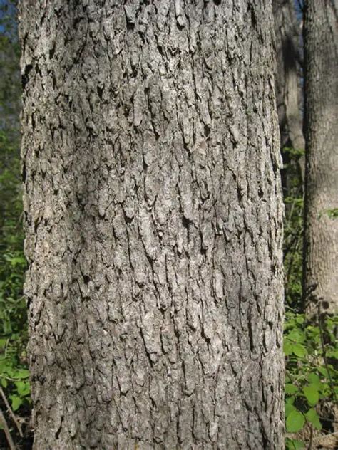 Blue Ash Tree Identification Jarrod Spangler