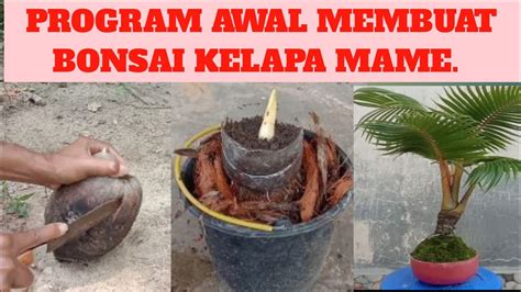 Tahap Awal Membuat Bonsai Kelapa Mame Youtube