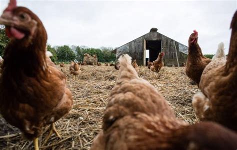 Grippe Aviaire Le Niveau De Risque Relev Mod R En France