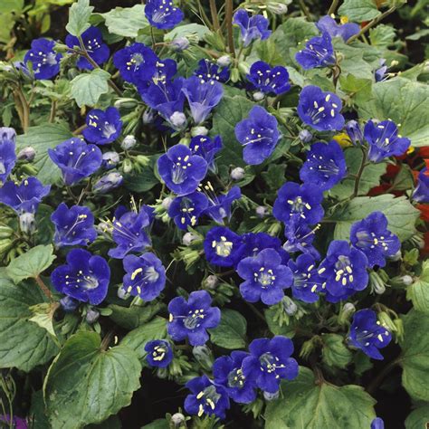 California Bluebell Seeds Phacelia Campanularia Wild Flower Seed