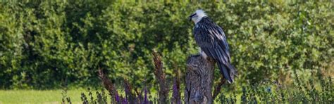 Bearded Vulture | FaunaFocus