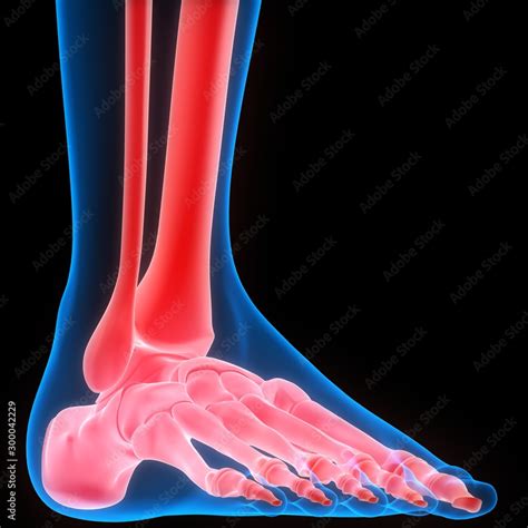 leg joints  human skeleton system anatomy stock illustration adobe