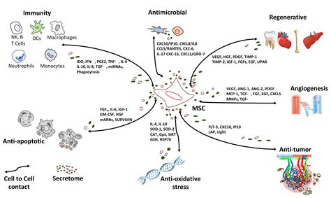 IJMS Free Full Text Mesenchymal Stem Cells As A Cornerstone In A