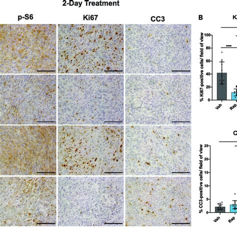 Combinatorial Treatment With Rapamycin And Abt 263 Induces Apoptosis In Download Scientific