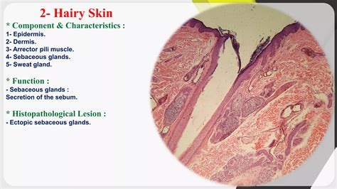 Histology Histology Of The Integumentary System Ppt