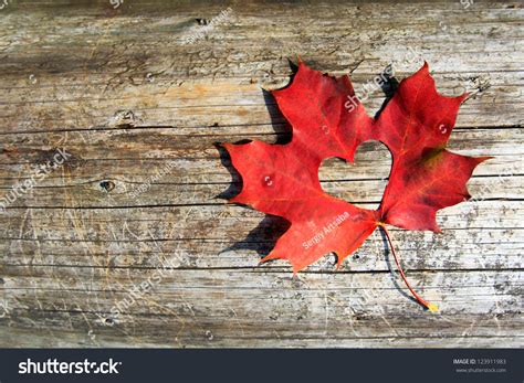 Canadian Maple Tree Wood