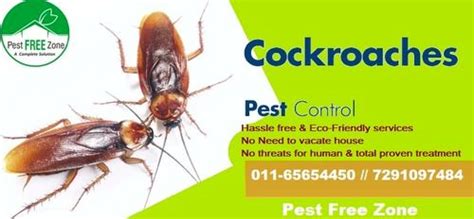 Cockroach Control Service At Best Price In Delhi Delhi Pest Free Zone