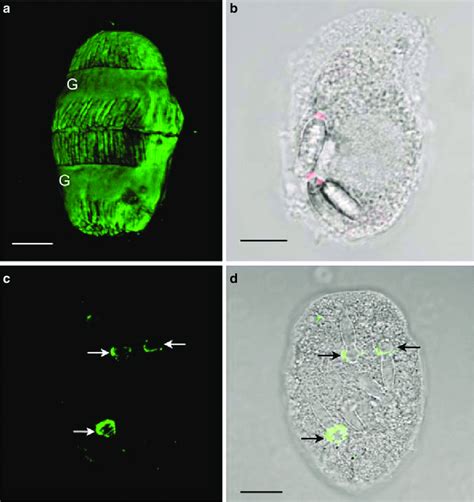 6 Localization Of Cytoskeletal Proteins In Polykrikos By Download