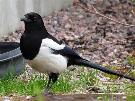 Eurasian Magpie Οδηγός Πεδίου για τα Κοινά Πουλιά iNaturalist