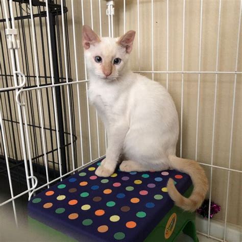 Cat for adoption - Tyler - Kuykendahl Petsmart , a Siamese in Spring ...