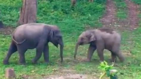 Baby Elephants Engage In Heartwarming Playful Tussle Video Goes Viral