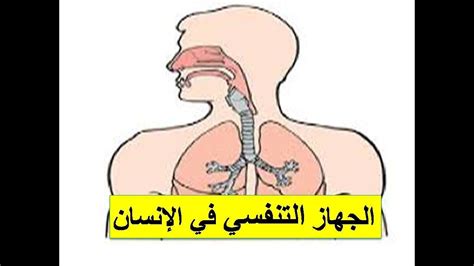 الجهاز التنفسي في الإنسان للصف الرابع ترم ثاني Youtube