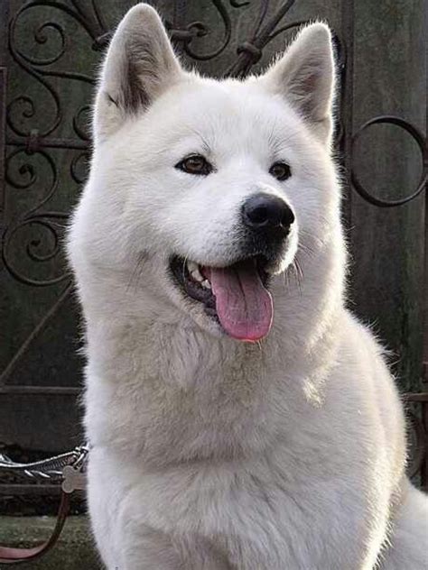 Explore the Beauty of Akita, Japan