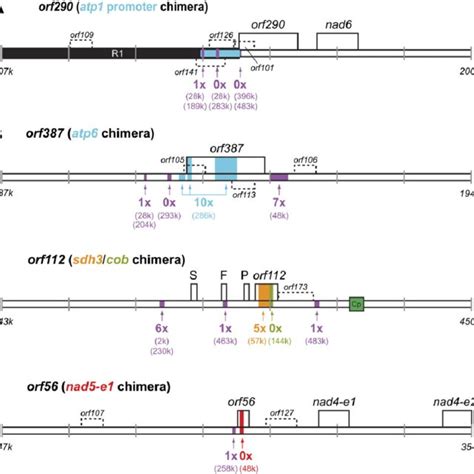 Circular Genome Map The Outer Circle Shows Sequence And Orientation Download Scientific