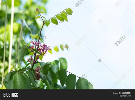 Carambola Flower That Image & Photo (Free Trial) | Bigstock