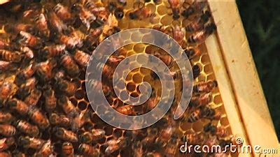 Bees Inside The Beehive Stock Footage Video Of Hive