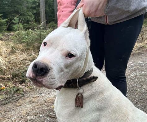 Dogo Argentino Dog Breed Pictures Colors Bark Characteristics And