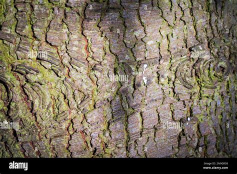 Textured Background Of Tree Bark Stock Photo Alamy