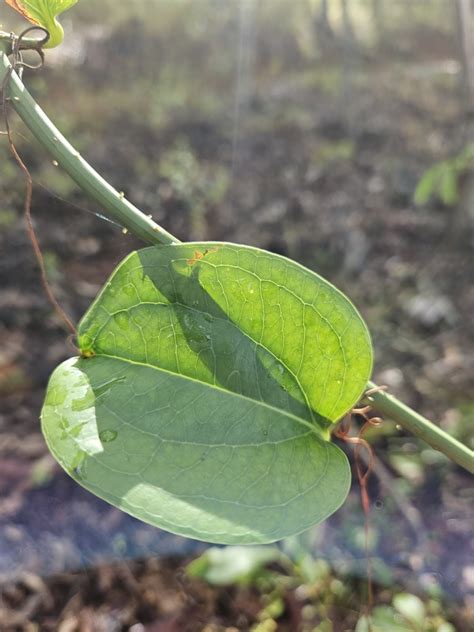 Austral Sarsaparilla From Kholo Qld Australia On April