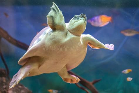 Portrait of a Turtle Swimming Underwater Stock Image - Image of ocean, nature: 247956431