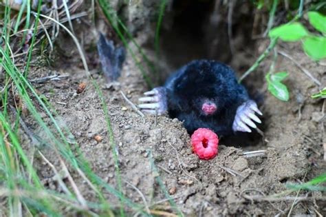 What Does Ground Moles Eat Gardening Dream