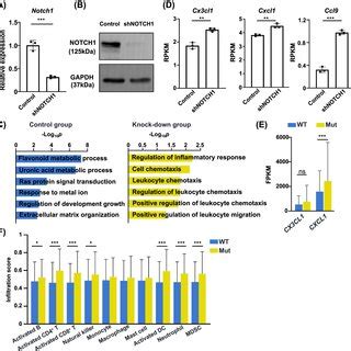 Notch Signaling Mutation Activates Immune Responses In CRC A The