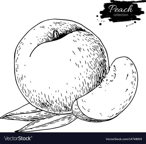 Peach Drawing Isolated Hand Drawn Peach Royalty Free Vector