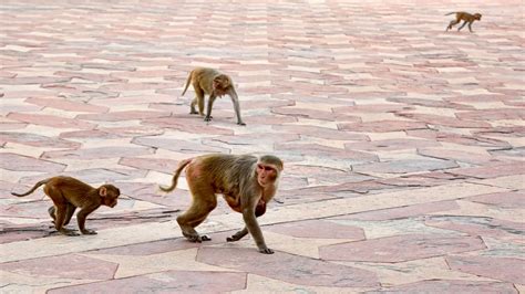 Did They Catch The Escaped Monkeys Alpha Genesis Crisis Update Fast