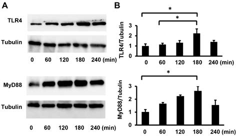 Ijms Free Full Text Porphyromonas Gingivalis Lipopolysaccharides